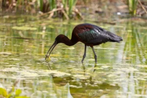 [294] Hora de comer José Joya Estévez compressed