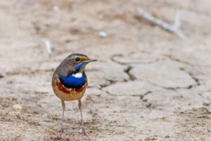 [303] Zafiro entre grietas Miguel Campos Díaz de Mayorga compressed