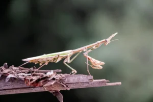 [304] Mantis Antonio Sepúlveda Merino compressed