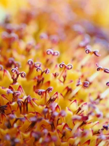 [304] Trompetillas al sol Sonia Herencia Anillo