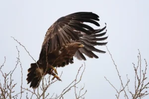 [307] Poderosas alas Mercedes Cuesta Mateo compressed