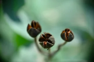 [308] Semillas Nieves Monroy Sánchez