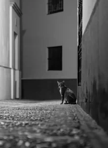 [310] CALLEJERO Lucas Benjumea Becerra compressed