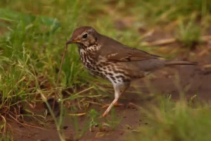 [317] Zorzal y Lombriz Manuel González Gómez