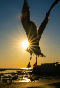 [318] Volando al atardecer ALBERTO SALAZAR