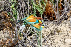 [324] Apareo Salvador Rodríguez Amuedo