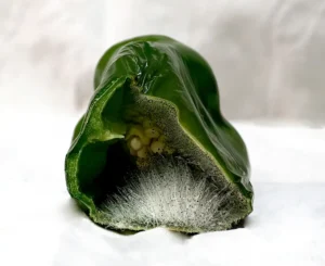 [329] PIMIENTO Carmen Mª Durán Torres compressed