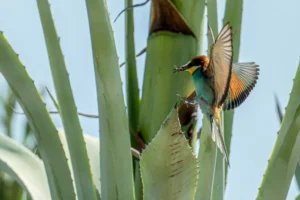 [332] Cuidado haber si me pincho Modesto Jiménez Espinosa compressed