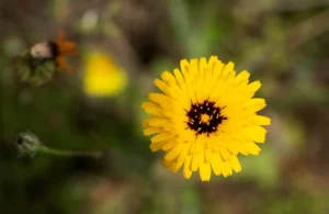 [335] Lechuguilla(Reichardia tingitana) Manuel Sánchez Dorado compressed