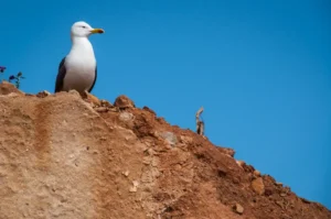 [337] Oteando Antonio Peralta Garrido compressed