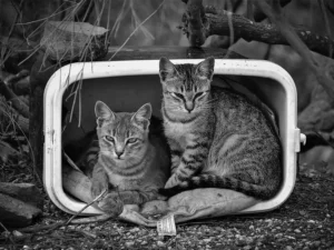 [340] La vida en una nevera Antonio Odriozola Romillo compressed