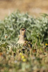 [341] Glareola Pratincola Juan Antonio Estudillo Salas compressed