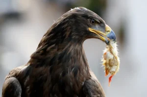 [343] Destino Karlos Gracia compressed