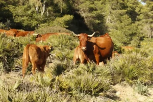 [343] Sombra de poder Rosalía Fernández Montoya