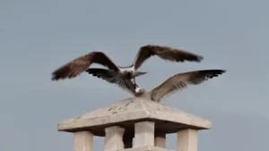 [344] Relevo Angel Pavon compressed