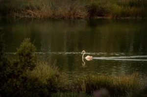 [346] ¿Cisne o flamenco Gregoria García Soria compressed