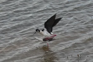 [347] Emparejados Francisco Jesús Diaz Cortés compressed