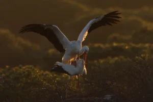 [350] Al amanecer Miguel Angel Rodriguez Utrera compressed