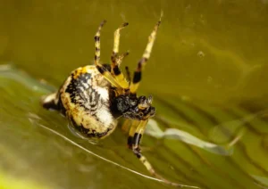 [350] Aloe vera Ingrid Mekionyte