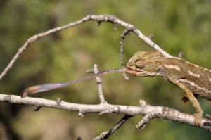 [356] Alimentándose Sergio Reyes Pérez compressed
