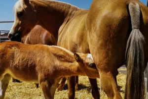 [358] Instinto Inmaculada Fernández Laínez compressed