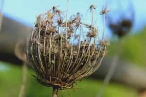 [359] Ajo silvestre seco Emilio Umbría Cruz