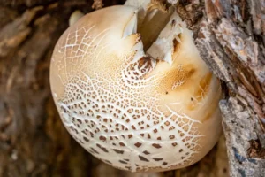 [361] Hongo Xilófago Inonotus Tamavicin Manuel Alejandro Guzman Ubeda