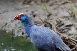 [362] Bajo la lluvia María Eva Ortega Galdeano compressed