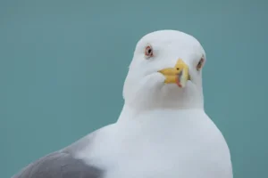 [368] No te acerques más Francisco Durán Martínez