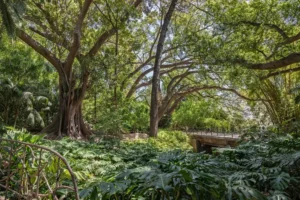 [373] La catedral vegeta miguel angel romero santiago compressed