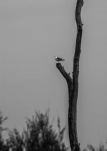 [374] SOLEDAD Manuel Sanjuan Perdiguero compressed