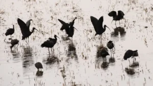 [379] Moritos José López Díaz compressed