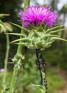 [383] INVASIÓN José Luis Rodríguez Pérez compressed