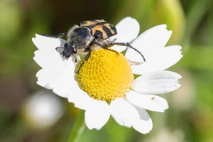 [384] PRIMAVERA Antonio Maria Guerrero Dávila compressed