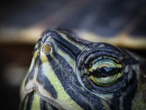 [386] Untitled Juan Baena Martinez compressed