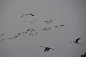[387] Flamencos Eloy de Haro Muñoz compressed