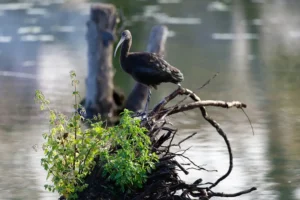 [388] morimos Manuel Fernandez Alvarez