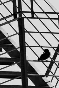 [389] AÑORANZA Francisco M Jiménez compressed