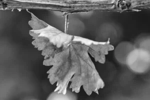 [392] hoja de otoño Eva Bernadette Marín Sola compressed