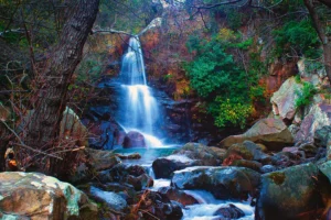 [393] vida en el bosque Joaquin Torres Ruiz