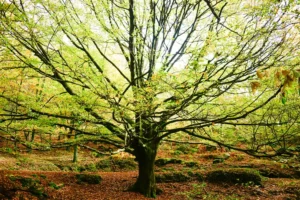 [394] ARBOL JOSE JUAN VILLAVERDE VALLLADARES compressed