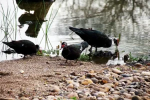 [398] Patos Miguel González Delgado compressed