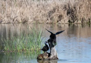 [399] patos Manuel Fernandez Alvarez compressed