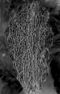 [400] careta de esgrima FÁTIMA SÁNCHEZ CORTÉS compressed