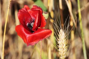[401] Trigo y amapola Antonio Sepúlveda Merino