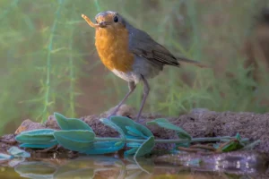 [404] Buena Caza Emilio Carrillo Diaz compressed