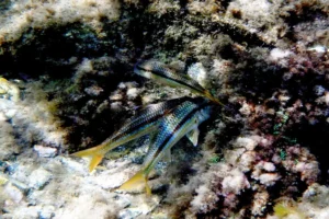 [405] Salmonetes de Roca Emilio Umbría Cruz compressed