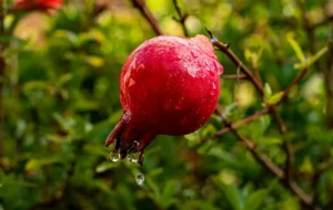 [406] AGUA EN EL GRANADO Virtudes Salcedo Pérez