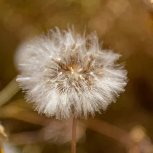 [407] Diente de león Renate Laila Simburger compressed
