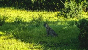 [409] AL ACECHO Miguel Angel PEREGRINA FERNANDEZ compressed